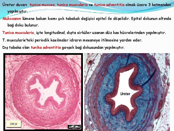 Üreter duvarı tunica mucosa, tunica muscularis ve tunica adventitia olmak üzere 3 katmandan yapılmıştır.