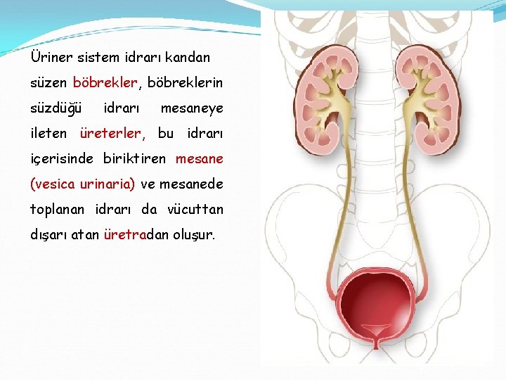 Üriner sistem idrarı kandan süzen böbrekler, böbreklerin süzdüğü idrarı mesaneye ileten üreterler, bu idrarı