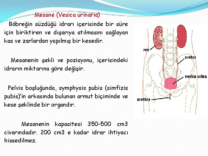 Mesane (Vesica urinaria) Böbreğin süzdüğü idrarı içerisinde bir süre için biriktiren ve dışarıya atılmasını