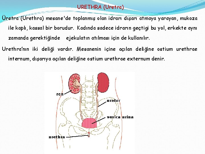 URETHRA (Uretra) Üretra (Urethra) mesane'de toplanmış olan idrarı dışarı atmaya yarayan, mukoza ile kaplı,