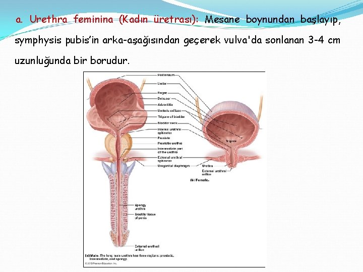 a. Urethra feminina (Kadın üretrası): Mesane boynundan başlayıp, symphysis pubis’in arka-aşağısından geçerek vulva'da sonlanan