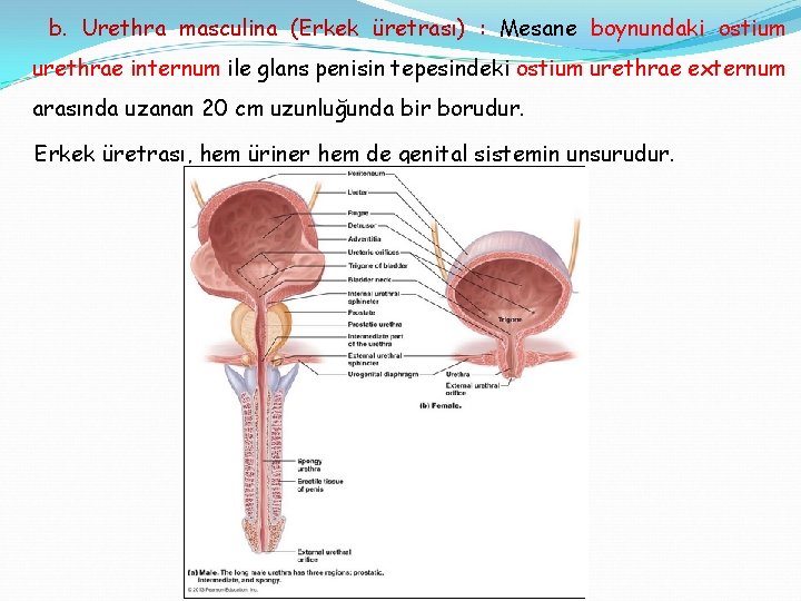 b. Urethra masculina (Erkek üretrası) : Mesane boynundaki ostium urethrae internum ile glans penisin