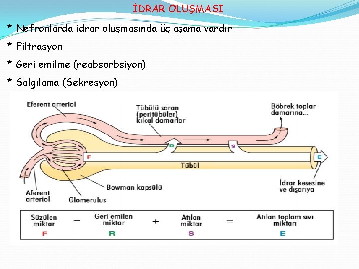 İDRAR OLUŞMASI * Nefronlarda idrar oluşmasında üç aşama vardır * Filtrasyon * Geri emilme