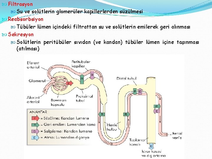  Filtrasyon Su ve solütlerin glomerüler kapillerlerden süzülmesi Reabsorbsiyon Tübüler lümen içindeki filtrattan su