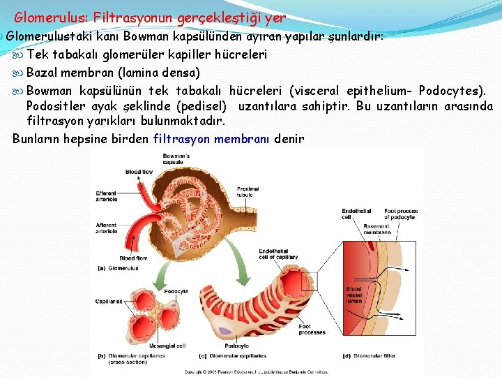 Glomerulus: Filtrasyonun gerçekleştiği yer Glomerulustaki kanı Bowman kapsülünden ayıran yapılar şunlardır: Tek tabakalı glomerüler