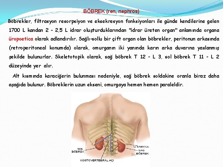 BÖBREK (ren, nephros) Böbrekler, filtrasyon resorpsiyon ve eksekresyon fonksiyonları ile günde kendilerine gelen 1700