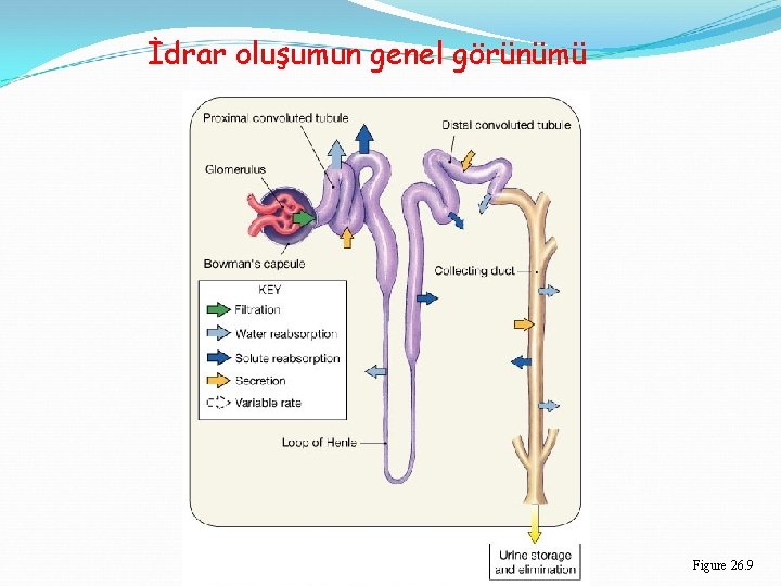 İdrar oluşumun genel görünümü Figure 26. 9 