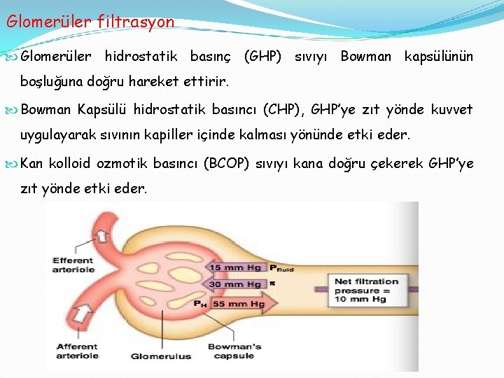 Glomerüler filtrasyon Glomerüler hidrostatik basınç (GHP) sıvıyı Bowman kapsülünün boşluğuna doğru hareket ettirir. Bowman