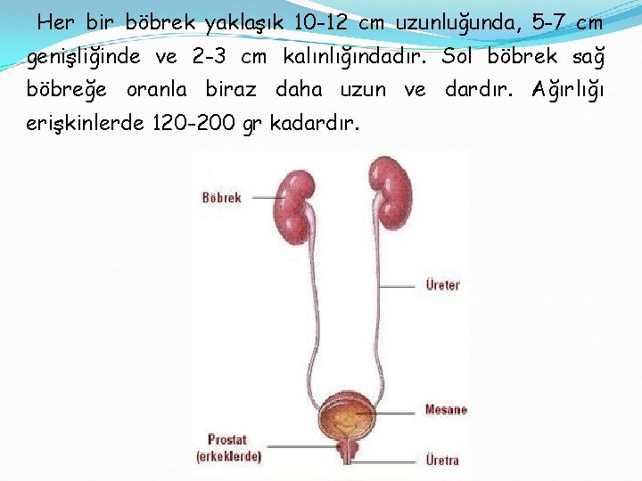 Her bir böbrek yaklaşık 10 -12 cm uzunluğunda, 5 -7 cm genişliğinde ve 2