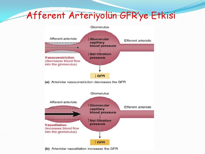 Afferent Arteriyolün GFR’ye Etkisi 