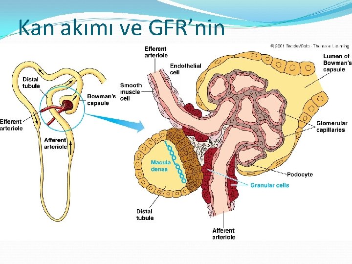 Kan akımı ve GFR’nin otoregülasyonu 