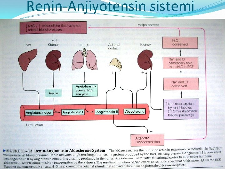 Renin-Anjiyotensin sistemi 