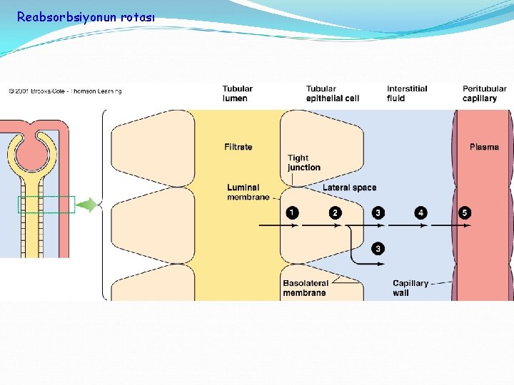 Reabsorbsiyonun rotası 