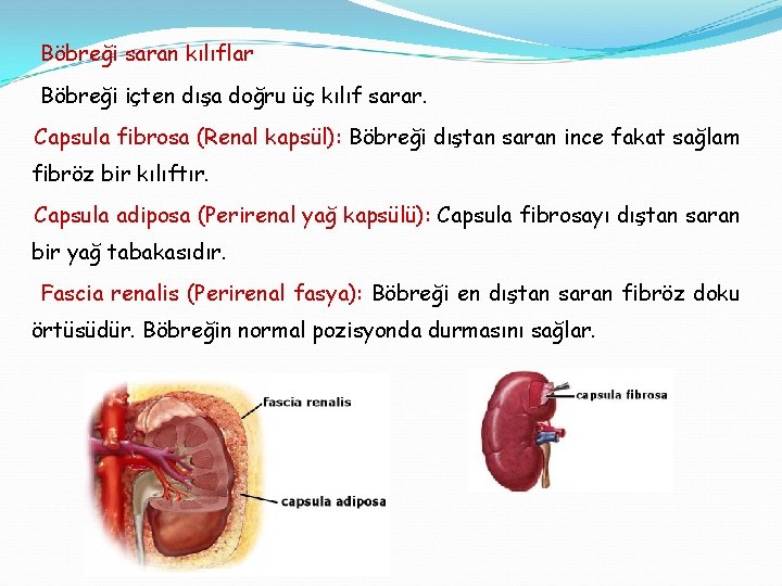 Böbreği saran kılıflar Böbreği içten dışa doğru üç kılıf sarar. Capsula fibrosa (Renal kapsül):