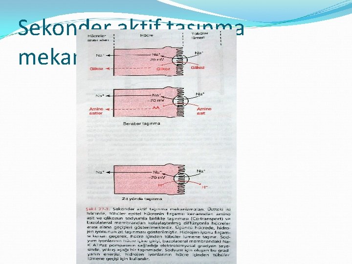 Sekonder aktif taşınma mekanizmaları 