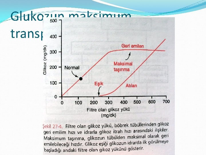 Glukozun maksimum transportu 