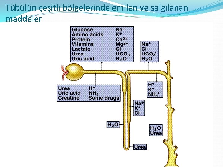Tübülün çeşitli bölgelerinde emilen ve salgılanan maddeler 