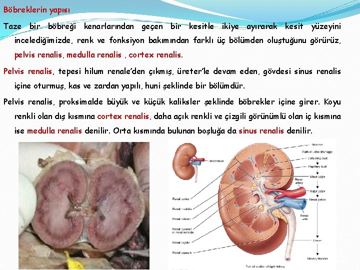 Böbreklerin yapısı Taze bir böbreği kenarlarından geçen bir kesitle ikiye ayırarak kesit yüzeyini incelediğimizde,