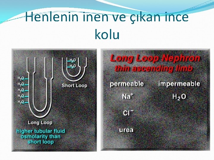 Henlenin inen ve çıkan ince kolu 