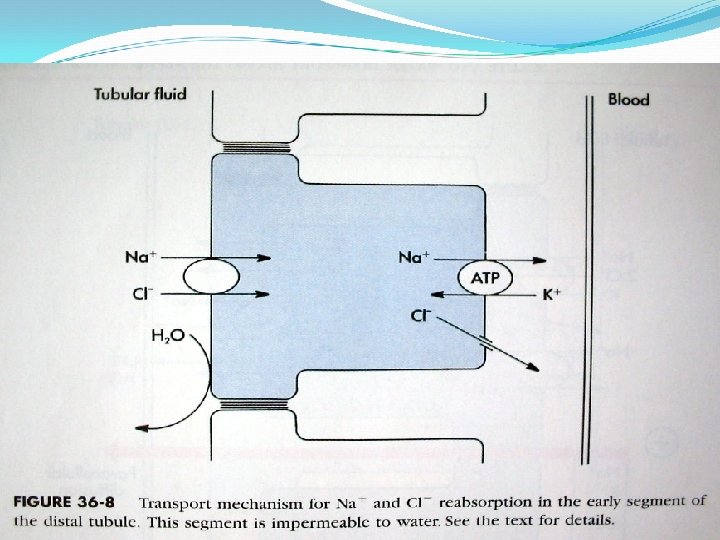 Distal Tübülün ilk bölümü 