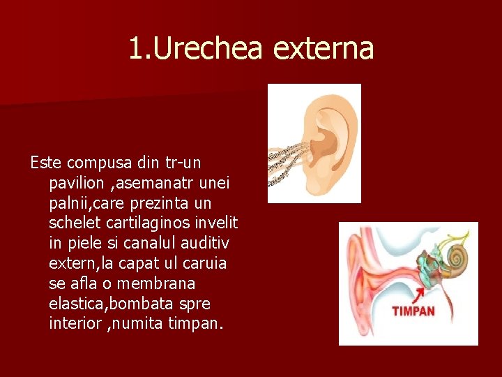 1. Urechea externa Este compusa din tr-un pavilion , asemanatr unei palnii, care prezinta