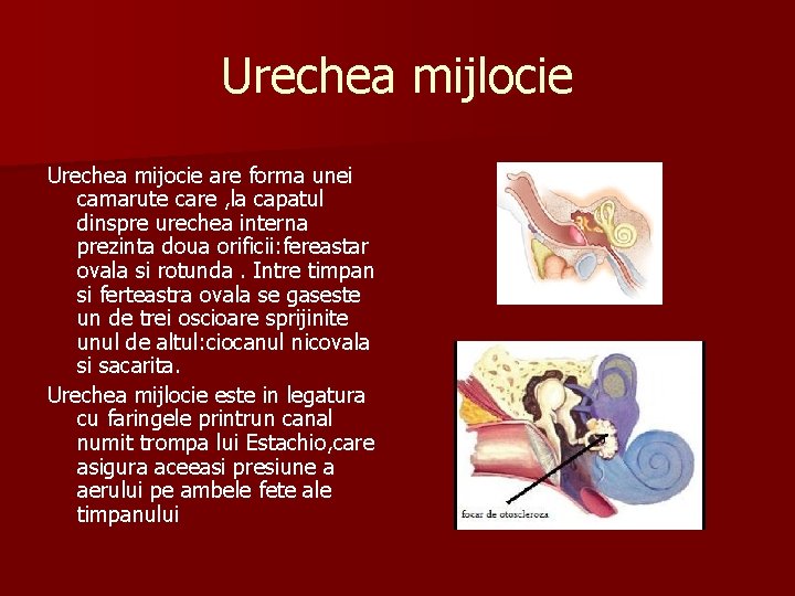 Urechea mijlocie Urechea mijocie are forma unei camarute care , la capatul dinspre urechea