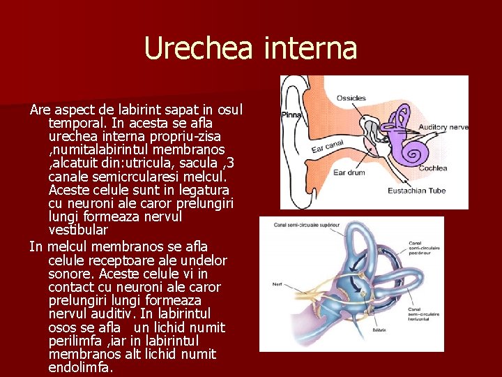 Urechea interna Are aspect de labirint sapat in osul temporal. In acesta se afla
