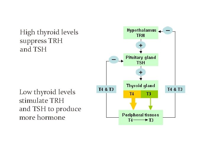 High thyroid levels suppress TRH and TSH Low thyroid levels stimulate TRH and TSH