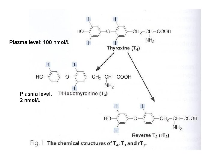 Plasma level: 100 nmol/L Plasma level: 2 nmol/L 