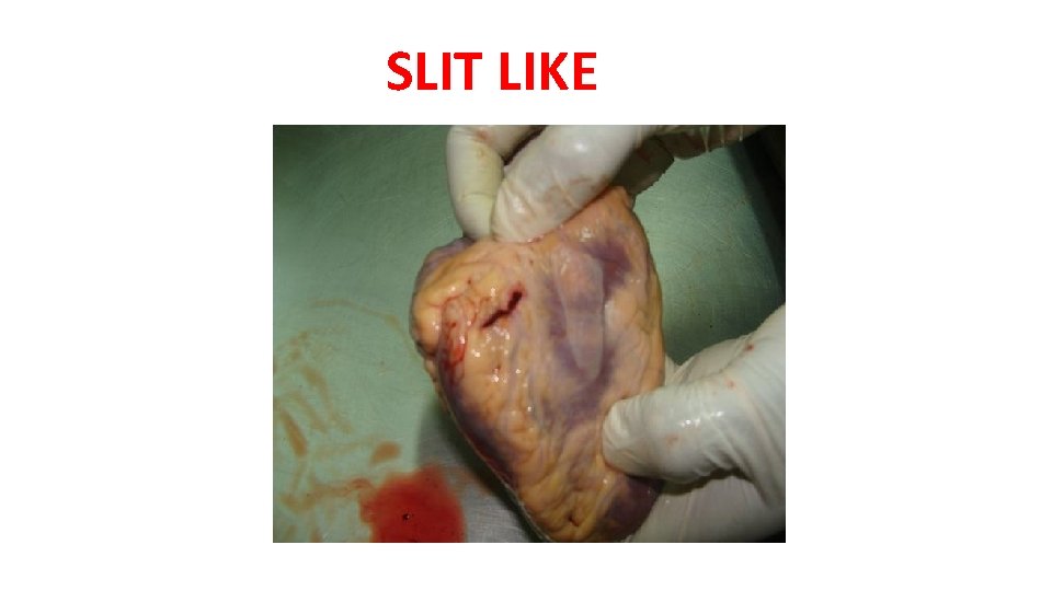 SLIT LIKE SLIT LIKE