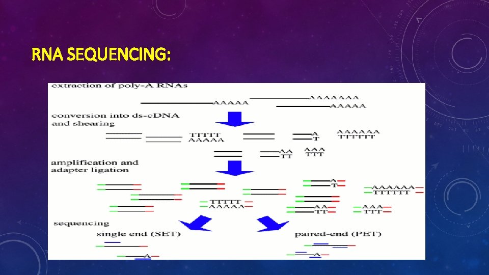 RNA SEQUENCING: 