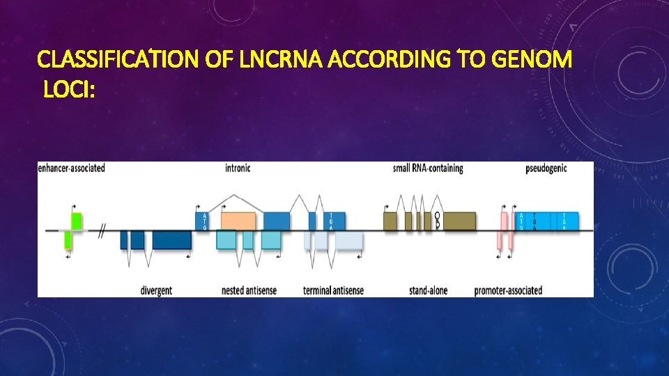 CLASSIFICATION OF LNCRNA ACCORDING TO GENOM LOCI: 