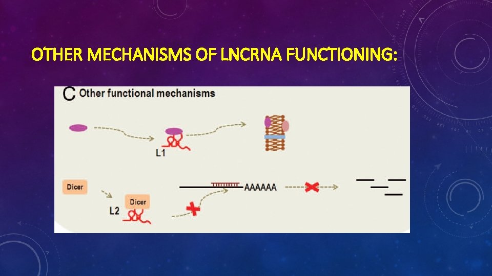 OTHER MECHANISMS OF LNCRNA FUNCTIONING: 