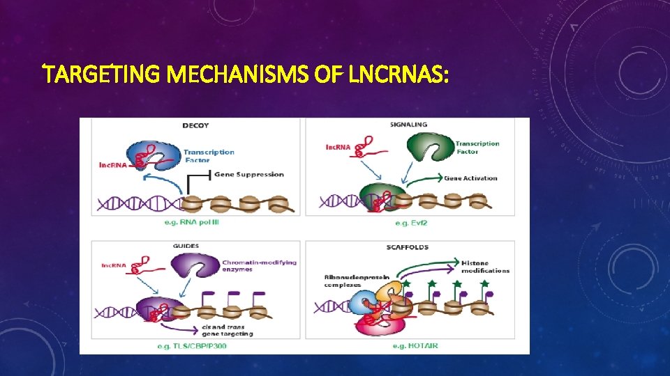 TARGETING MECHANISMS OF LNCRNAS: 