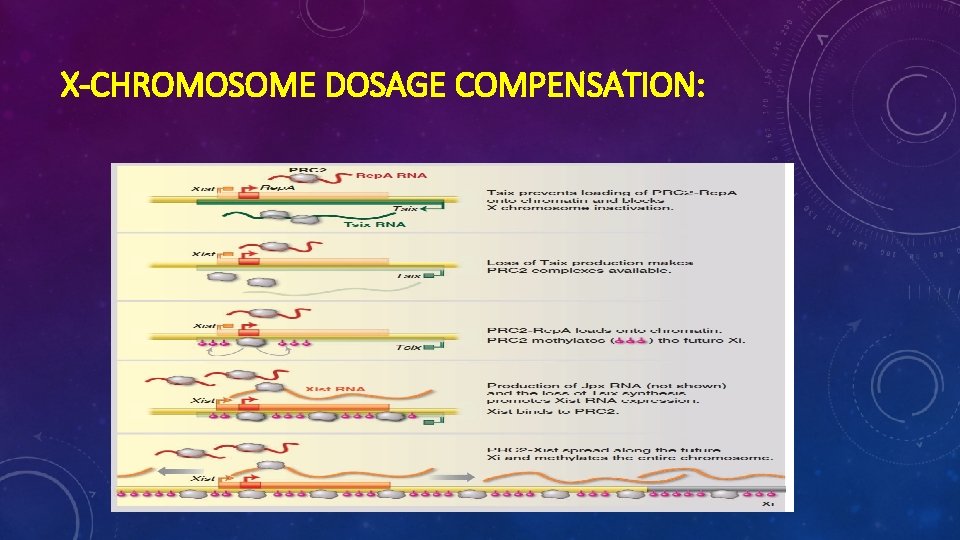 X-CHROMOSOME DOSAGE COMPENSATION: 