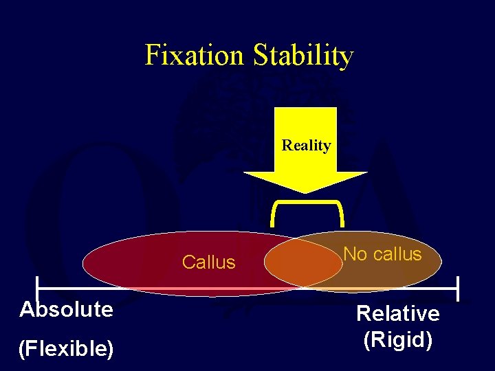 Fixation Stability Reality Callus Absolute (Flexible) No callus Relative (Rigid) 