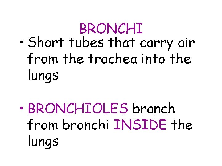 BRONCHI • Short tubes that carry air from the trachea into the lungs •