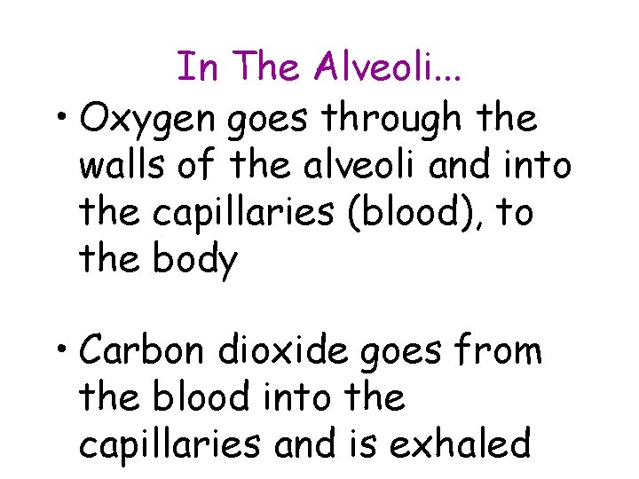 In The Alveoli. . . • Oxygen goes through the walls of the alveoli