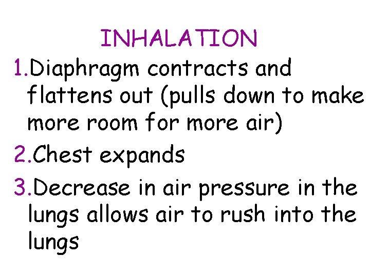 INHALATION 1. Diaphragm contracts and flattens out (pulls down to make more room for