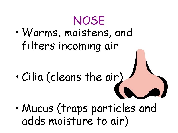 NOSE • Warms, moistens, and filters incoming air • Cilia (cleans the air) • NOSE • Warms, moistens, and filters incoming air • Cilia (cleans the air) •
