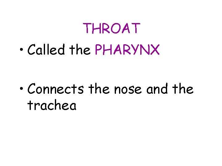 THROAT • Called the PHARYNX • Connects the nose and the trachea 