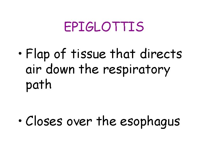 EPIGLOTTIS • Flap of tissue that directs air down the respiratory path • Closes