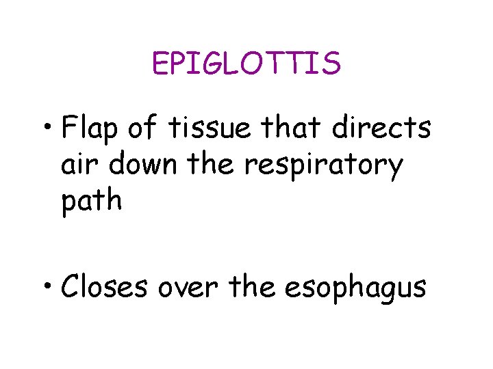 EPIGLOTTIS • Flap of tissue that directs air down the respiratory path • Closes EPIGLOTTIS • Flap of tissue that directs air down the respiratory path • Closes
