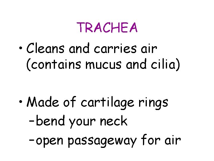 TRACHEA • Cleans and carries air (contains mucus and cilia) • Made of cartilage