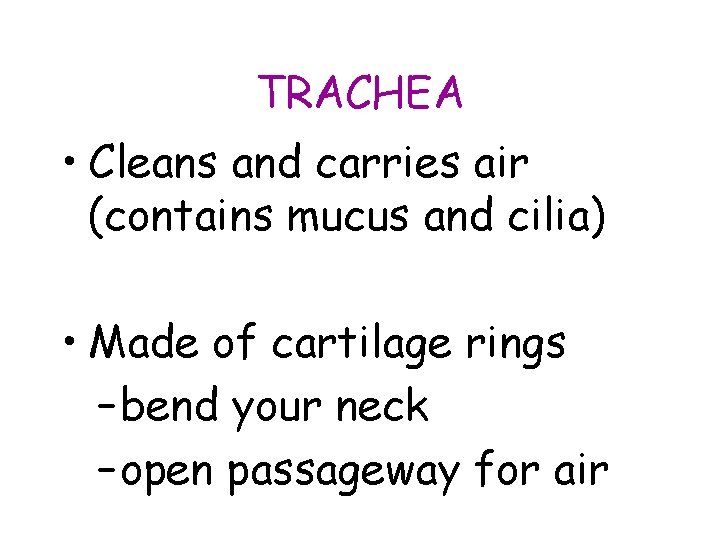 TRACHEA • Cleans and carries air (contains mucus and cilia) • Made of cartilage TRACHEA • Cleans and carries air (contains mucus and cilia) • Made of cartilage