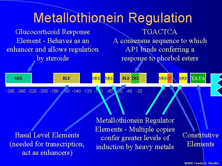 Metallothionein Regulation Glucocorticoid Response Element - Behaves as an enhancer and allows regulation by