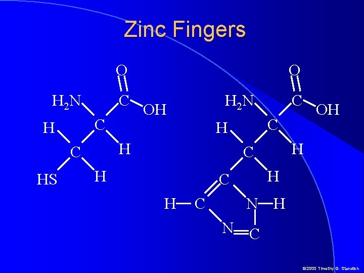 Zinc Fingers O O H 2 N C C H OH C H H