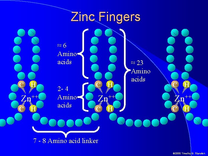 Zinc Fingers ≈6 Amino acids C H Zn++ C H 2 - 4 Amino