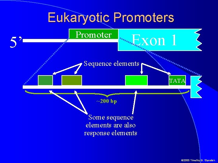 Eukaryotic Promoters 5’ Promoter Exon 1 Sequence elements TATA ~200 bp Some sequence elements