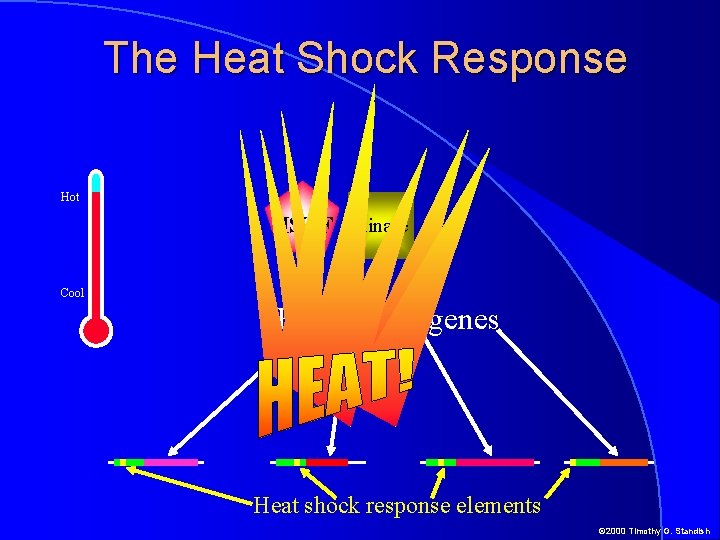 The Heat Shock Response Hot HSTF Kinase Cool Heat shock genes Heat shock response
